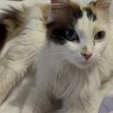 Foto de gato encontrado en Plombieres Les Dijon