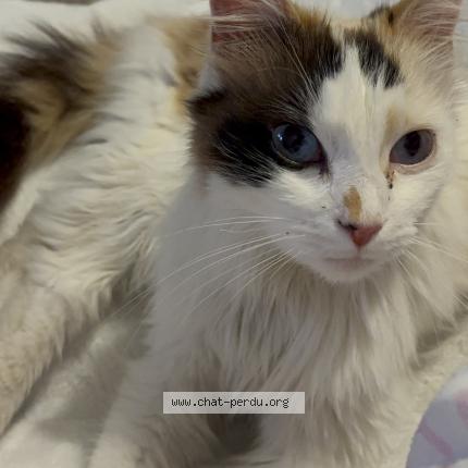 Foto 1/1 Gato encontrado Encontrado en Plombieres les dijon