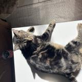 Foto del gato perdido en L Isle Jourdain