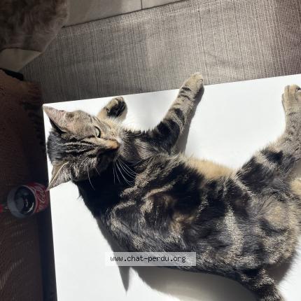 Foto 1/1 Vivi Chat perdido en L isle jourdain