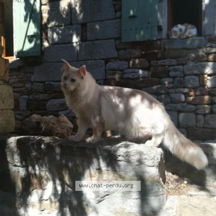 Foto 1/1 Gato encontrado Encontrado en Vinezac