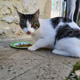 Foto de gato encontrado en Virelade