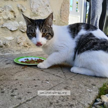 Foto 1/1 Gato encontrado Encontrado en Virelade