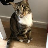 Foto del gato perdido en Paris