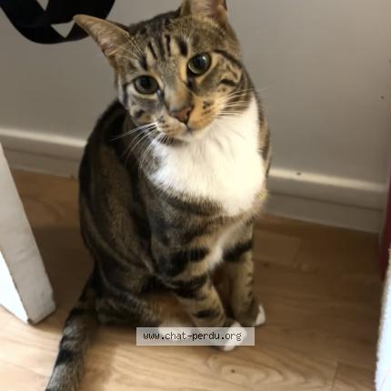 Foto 1/1 Mimi Chat perdido en Paris