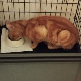 Foto de gato encontrado en Stains