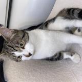 Foto del gato perdido en Villers Saint Paul