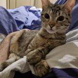 Foto del gato perdido en Nimes