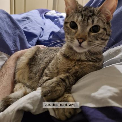 Foto 1/1 Tsuki Chat perdido en Nimes