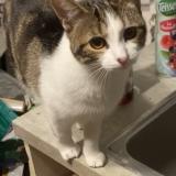 Foto del gato perdido en Les Essarts Le Roi