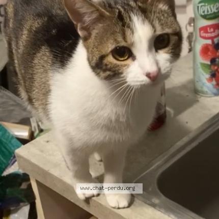 Foto 1/1 Bijou Chat perdido en Les essarts le roi