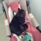 Foto del gato perdido en Grenoble