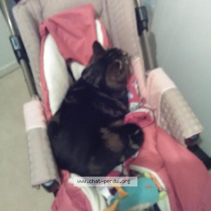 Foto 1/1 Glamour Chat perdido en Grenoble