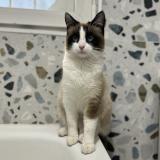 Foto del gato perdido en Montfermeil