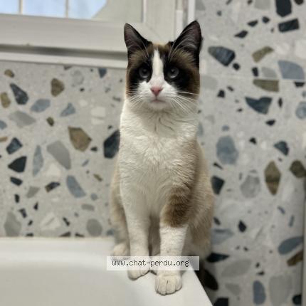 Foto 1/1 Nina Chat perdido en Montfermeil