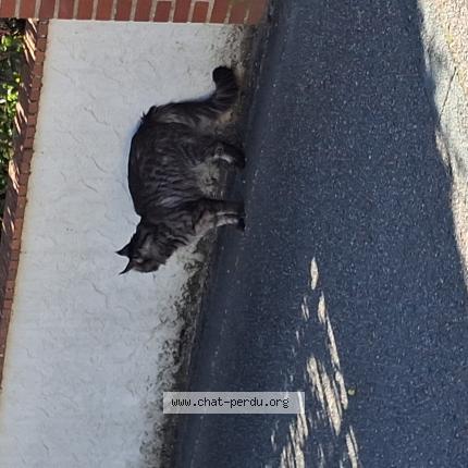 Foto 1/1 Gato encontrado Encontrado en St jean de braye