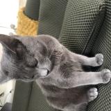 Foto del gato perdido en Montfort Sur Meu