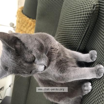 Foto 1/1 Aslan Chat perdido en Montfort sur meu