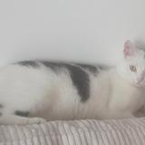 Foto del gato perdido en Thonon Les Bains