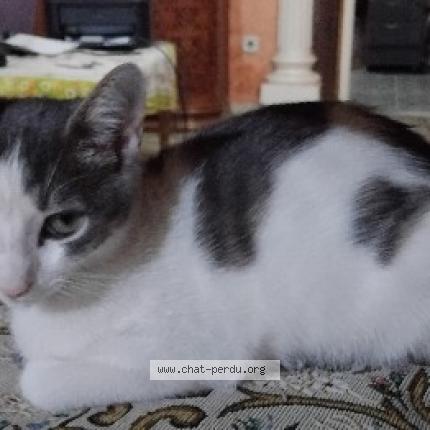 Foto 1/1 tod Chat perdido en Alger