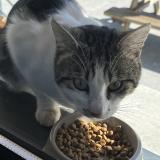 Foto de gato encontrado en Carignan De Bordeaux