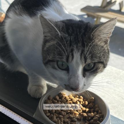 Foto 1/3 Gato encontrado Encontrado en Carignan de bordeaux