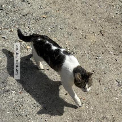 Foto 2/3 Gato encontrado Encontrado en Carignan de bordeaux