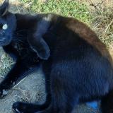 Foto del gato perdido en Autelbas Arlon