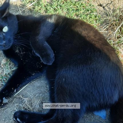 Foto 1/2 Cookie Chat perdido en Autelbas arlon