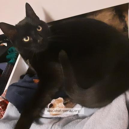 Foto 2/2 Cookie Chat perdido en Autelbas arlon