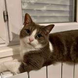 Foto del gato perdido en Rieux