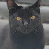 Foto del gato perdido en Orvault