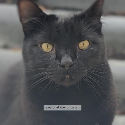 Foto 1/1 Yuki Chat perdido en Orvault