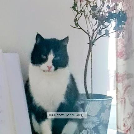 Foto 1/1 Polly Chat perdido en Saint geniez d olt et d aubrac