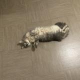 Foto del gato perdido en Le Guillaume