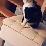 Foto de gato encontrado en Rennes