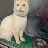 Foto de gato encontrado en Plaisir