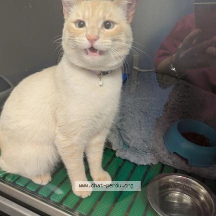 Foto 1/1 Gato encontrado Encontrado en Plaisir