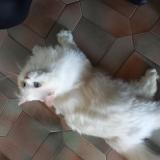 Foto de gato encontrado en Chilly Mazarin