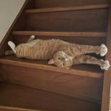 Foto del gato perdido en Gardanne