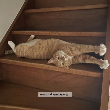 Foto 1/1 Olympe Chat perdido en Gardanne