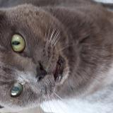 Foto del gato perdido en Tourcoing