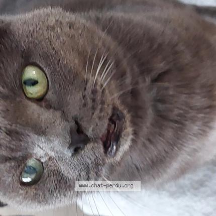 Foto 1/1 Love Chat perdido en Tourcoing