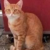 Foto del gato perdido en Noisiel