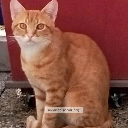 Foto 1/1 Voyou Chat perdido en Noisiel
