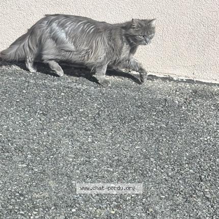 Foto 1/2 Gato encontrado Encontrado en Corcelles ne