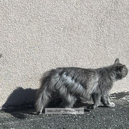 Foto 2/2 Gato encontrado Encontrado en Corcelles ne