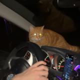 Foto de gato encontrado en Monts