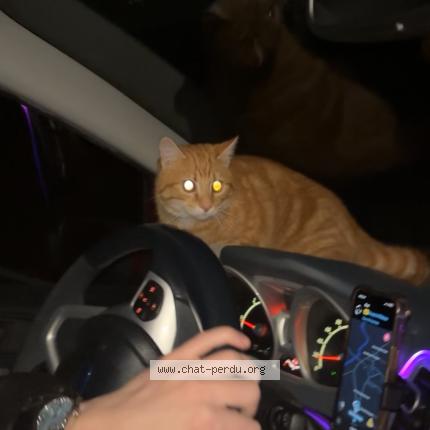 Foto 1/1 Gato encontrado Encontrado en Monts