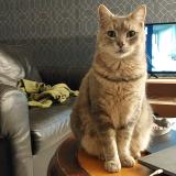 Foto del gato perdido en Grisy Suisnes